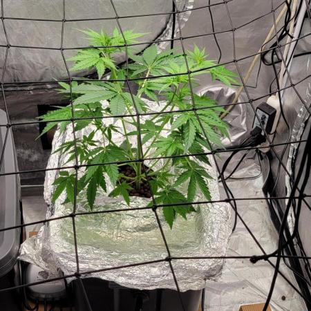 Dan's adventures in growing