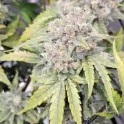 Dan's adventures in growing