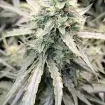 Dan's grow adventures
