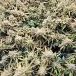 Dan's grow adventures