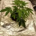 Dan's adventures in growing