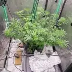 Dosidos next door neighbor