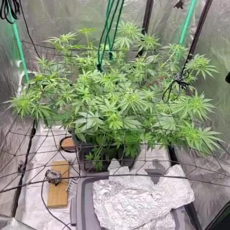 Dosidos next door neighbor