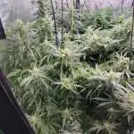 Dan's adventures in growing
