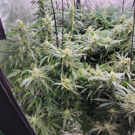 Dan's adventures in growing