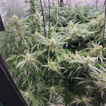 Dan's adventures in growing