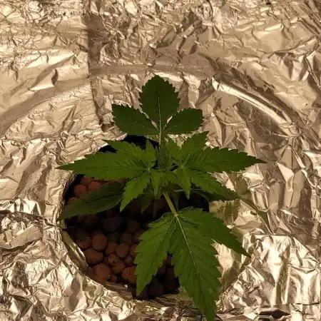 Dan's adventures in growing