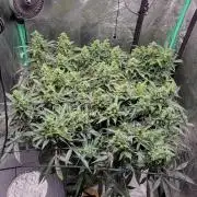 Bubblegum auto