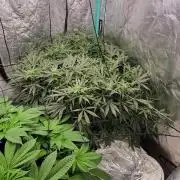 Critical and northern lights