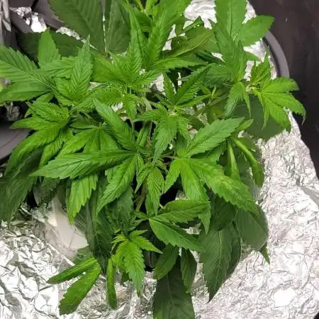 Dan's adventures in growing