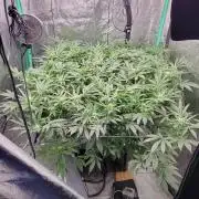 Tent 3