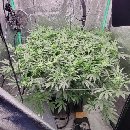 Tent 3