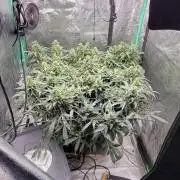 Bubblegum auto