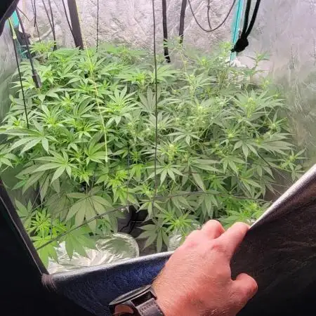 Dan's adventures in growing