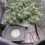 Dan's adventures in growing