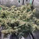 Dan's grow adventures