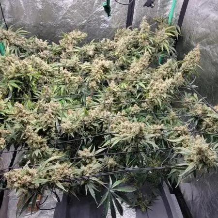 Dan's grow adventures