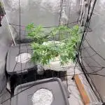 Dan's adventures in growing