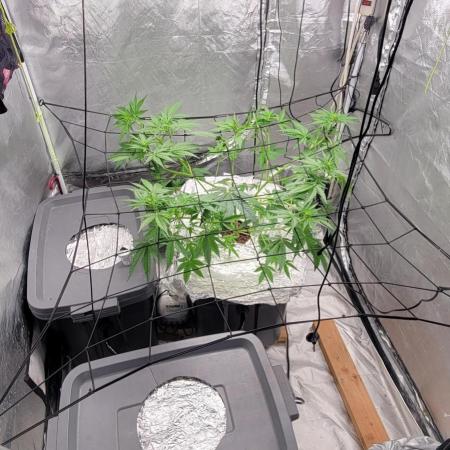 Dan's adventures in growing