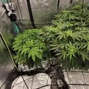 Critical and northern lights