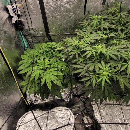 Critical and northern lights