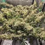 Dan's grow adventures