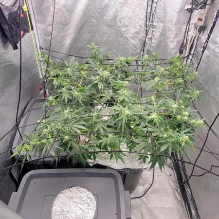 Dan's adventures in growing