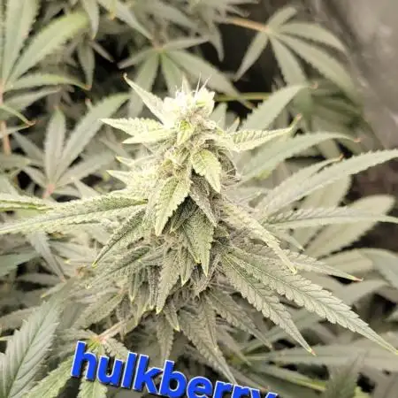 Dan's adventures in growing