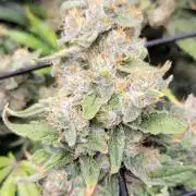 Dosidos next door neighbor