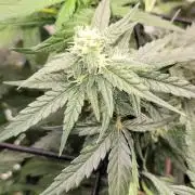 Dan's adventures in growing