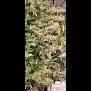 Dan's grow adventures