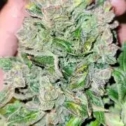 Critical and northern lights