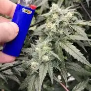 Dan's adventures in growing