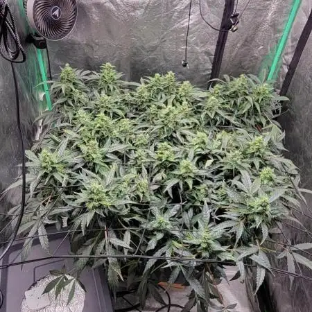 Bubblegum auto