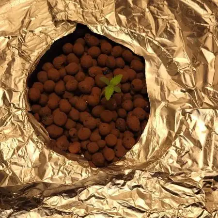 Dan's adventures in growing