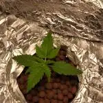 Dan's adventures in growing