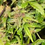 Dan's grow adventures