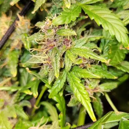 Dan's grow adventures
