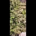 Dan's grow adventures