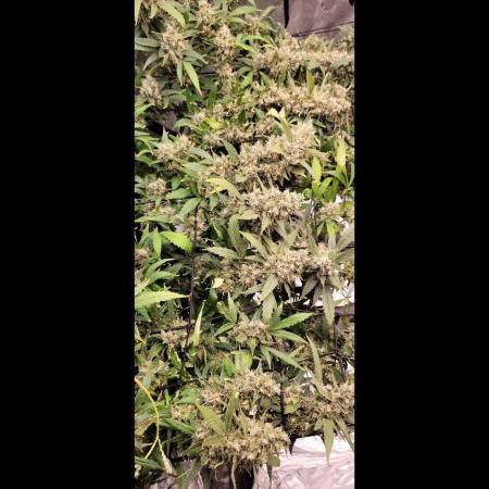 Dan's grow adventures