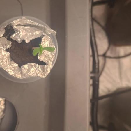 Dan's grow adventures