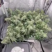 Dan's adventures in growing