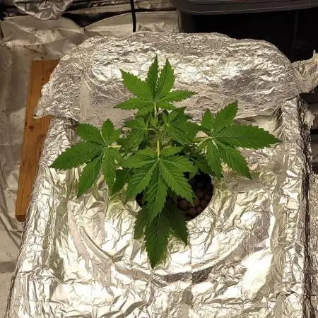 Dan's adventures in growing