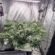 Dan's adventures in growing