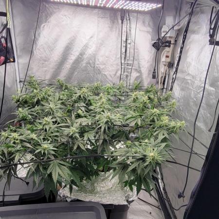 Dan's adventures in growing