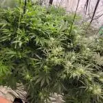 Dan's adventures in growing