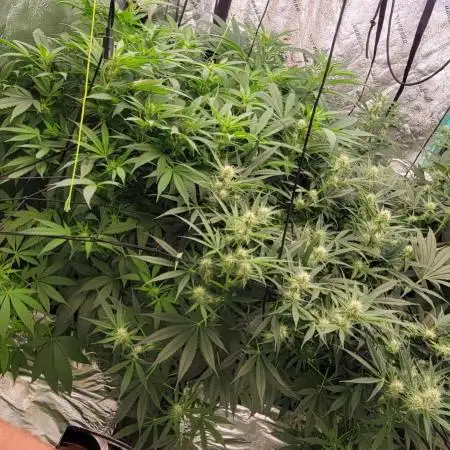 Dan's adventures in growing