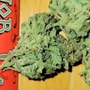 Dan's adventures in growing