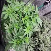 Critical and northern lights