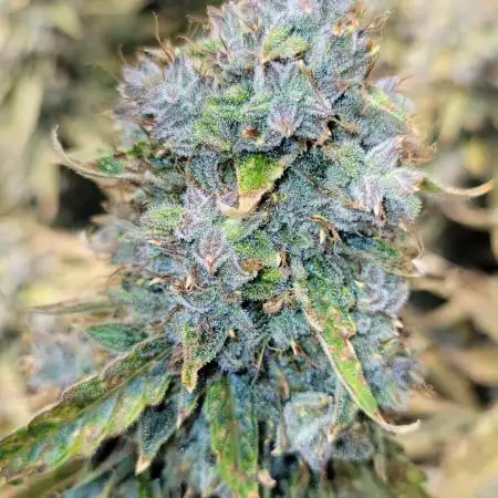 Dan's grow adventures